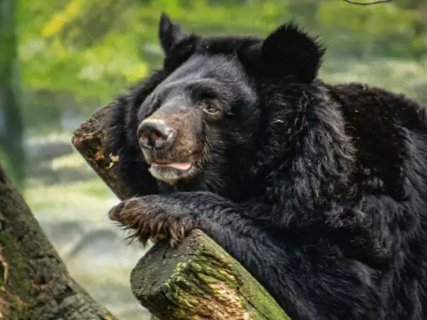 Фото к материалу: В Ростовском-на-Дону зоопарке гималайский медведь вышел из зимней спячки