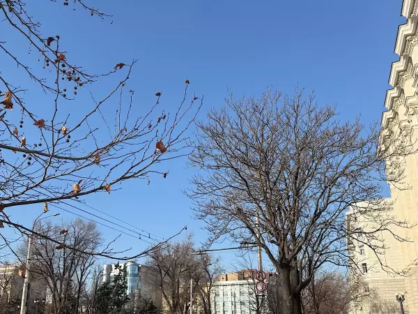 Фото к материалу: Астрономическая весна в Ростовской области начнется с 20 марта 