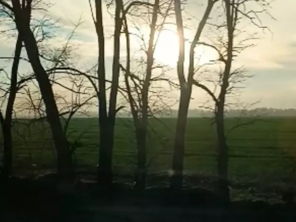 Фото к материалу: В Ростовской области 80% лесополос нуждаются в санитарной рубке