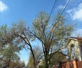 Ростовчане просят убрать аварийное дерево напротив школы № 44