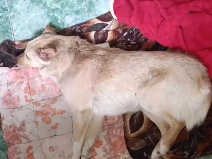 Волонтеры из Ростовской области спасают избитого бездомного пса с пулевым ранением