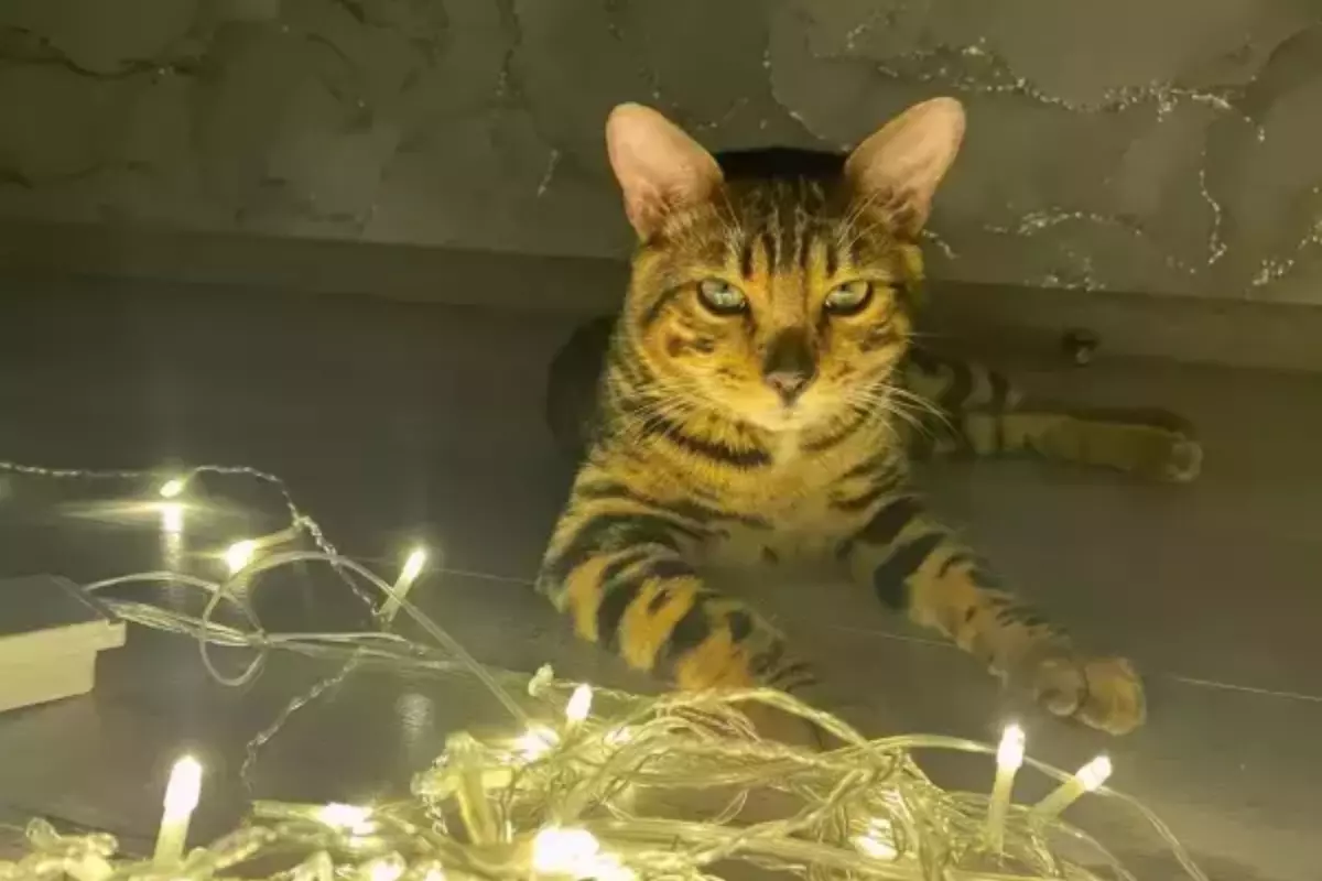 Ростовчан ждет временное отключение света 17 апреля