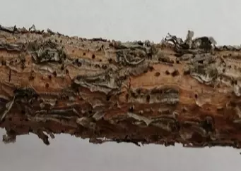 Лесничества Ростовской области предупредили об опасной инфекции хвойных деревьев