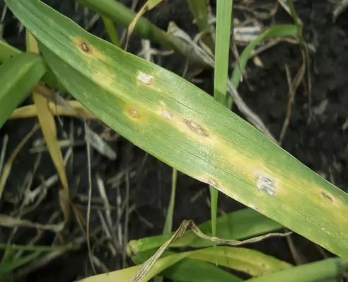 Аграриев Ростовской области предупредили о пиренофорозе пшеницы