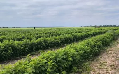 В Ростовской области за 32 миллиона рублей продают малиновую ферму