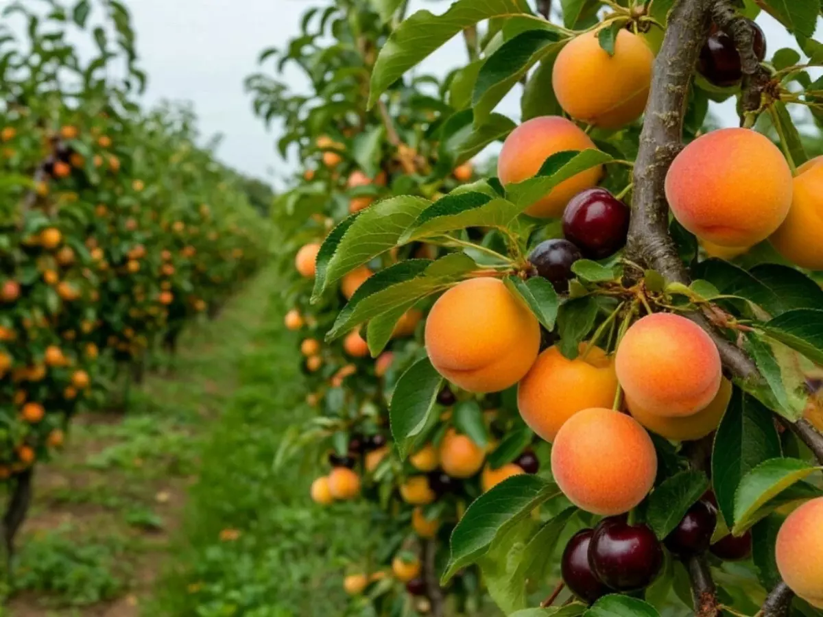 Абрикосы и вишня могут не пережить весну в Ростовской области