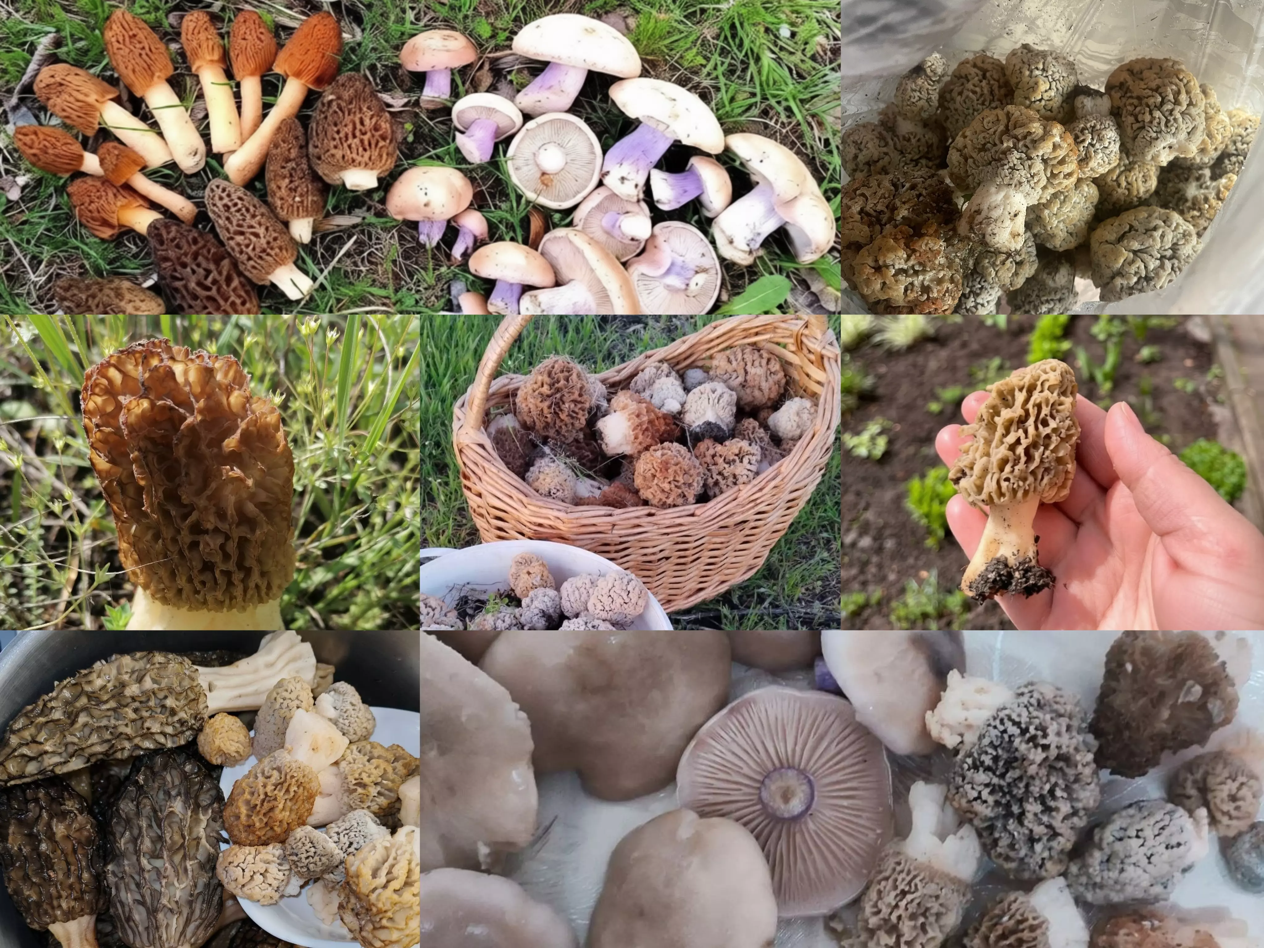 Грибники Ростовской области насобирали горы сморчков