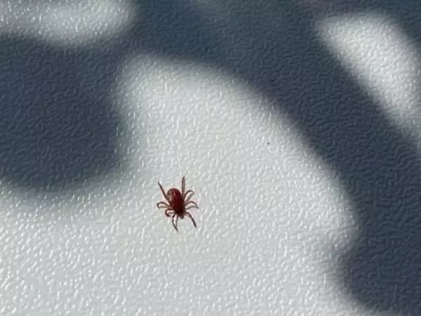 Четыре ребенка и два взрослых пострадали от укусов клещей в Батайске с начала года