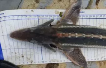 Ученые хотят вернуть в Дон редкую рыбу, которую 100 лет не видели в Азовском море