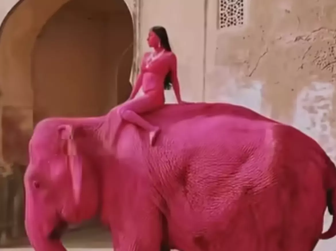 В Индии умерла слониха, которую российская блогерша покрасила в розовый цвет ради фото