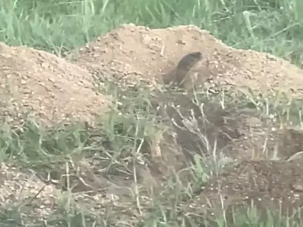 Грызуны устроили переполох в волгодонском парке «Молодежный»