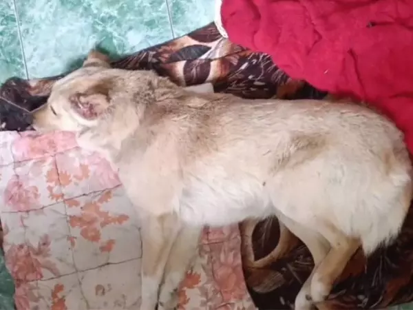 Фото к материалу: Волонтеры из Ростовской области спасают избитого бездомного пса с пулевым ранением