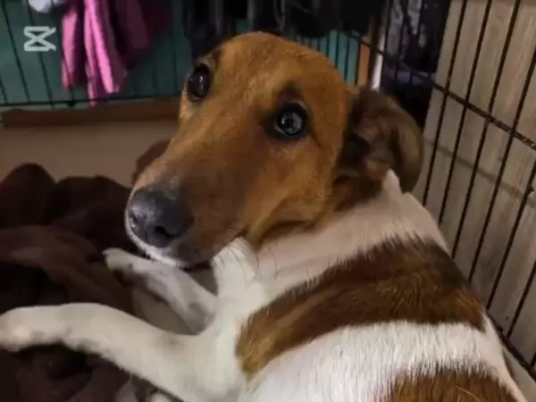 Фото к материалу: Волонтеры из Ростовской области спасли пса с серьезными переломами