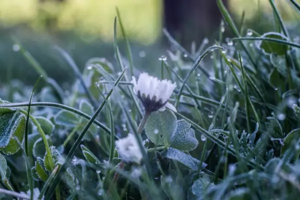 Фото к материалу: Холода возвращаются: заморозки до -3 градусов накроют Ростовскую область перед Пасхой