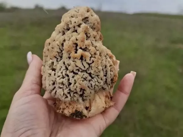 Фото к материалу: В Ростовской области грибники нашли сморчка-гиганта 