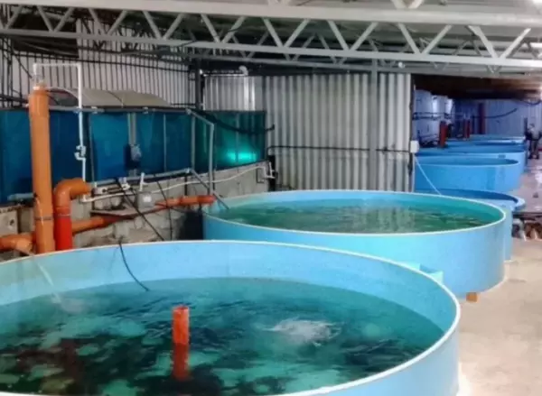 Фото к материалу: Прибыльный рыбоводческий комплекс в Ростовской области продают за 78 млн рублей