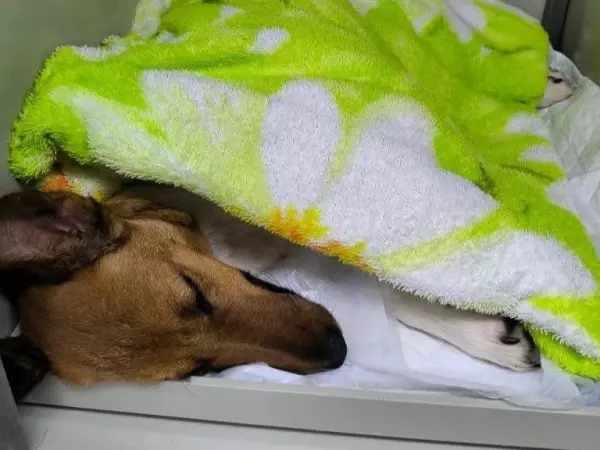 Фото к материалу: Дорогостоящую операцию провели  псу из Азова с жуткими переломами