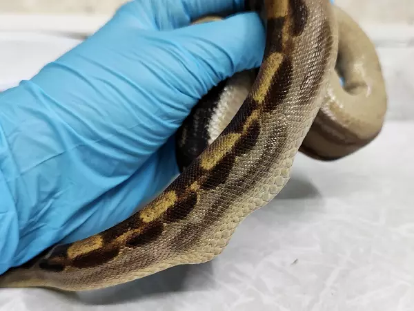Фото к материалу: В Ростове змея едва не погибла, проглотив наполнитель для террариума