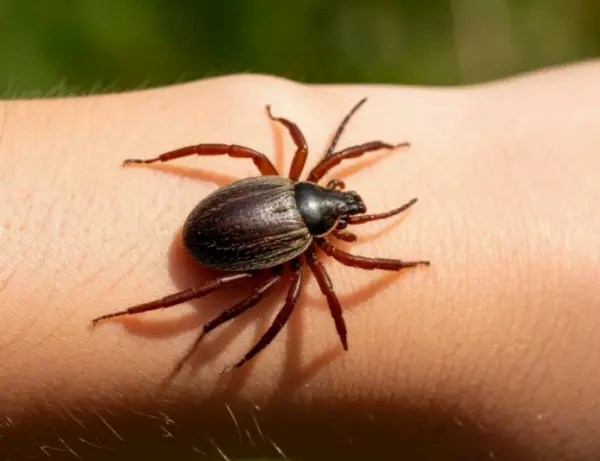 Фото к материалу: С начала года на Дону в больницы из-за укуса клеща обратилось свыше 200 человек