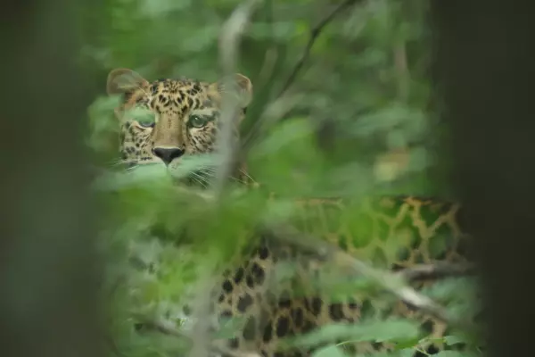 Фото к материалу: ВТБ и Фонд защитников природы предоставят фотоловушки заповедным территориям страны