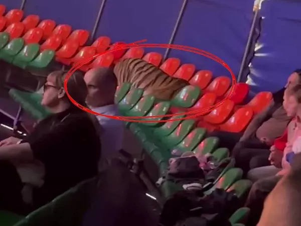 Фото к материалу: Уголовное дело возбудили по факту ЧП с тигром в цирке Ростова