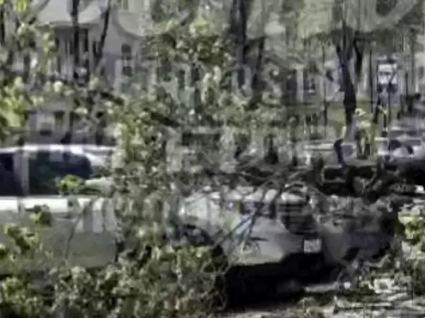 Фото к материалу: В Ростове ураганный ветер повалил огромное дерево на припаркованные авто 