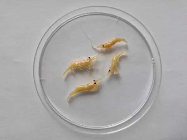 Фото к материалу: Дальневосточная креветка заполонила Азовское море