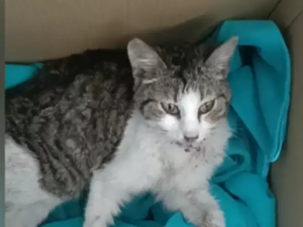 Фото к материалу: На Дону волонтеры спасают котенка с переломом таза и сломанной челюстью