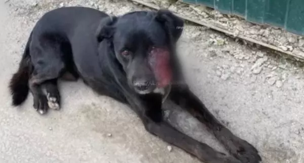 Фото к материалу: В Ростове ветеринары спасают собаку с гигантской опухолью вместо морды