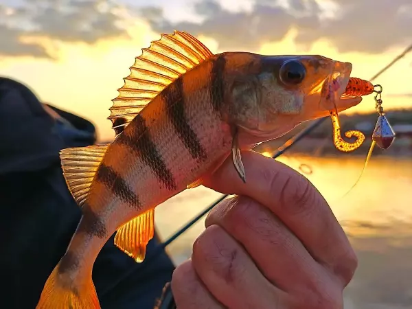 Фото к материалу: Рыбак из Ростовской области поймал окуня янтарной расцветки