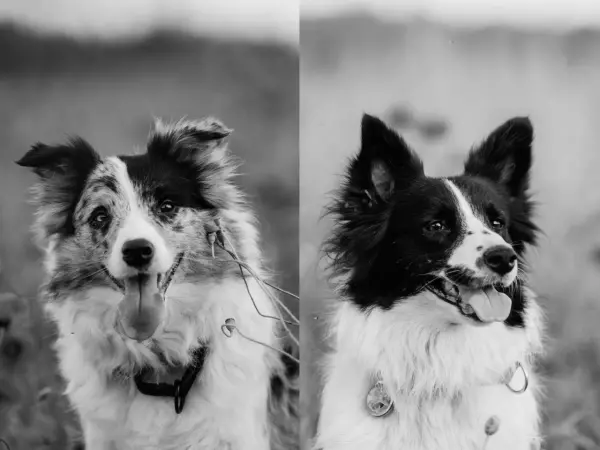 Фото к материалу: В Псковской области неизвестные застрелили двух собак «Лиза Алерт»