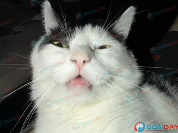 Фото к материалу: В Ростове-на-Дону выставили на продажу кота за пять миллионов рублей