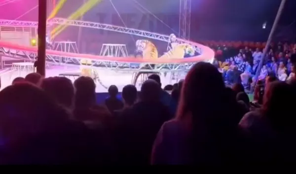 Фото к материалу: По факту происшествия с тигром в передвижном цирке Ростова проводят проверку