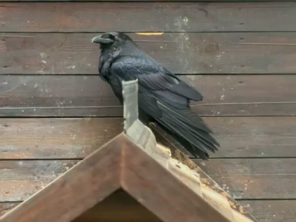 Фото к материалу: В донском парке «Лога» живет лающий ворон