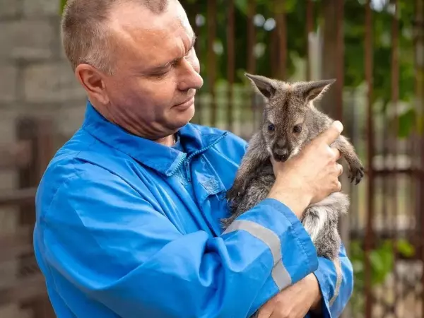 Фото к материалу: В парке «Лога» Ростовской области выбрали имя детенышу кенгуру