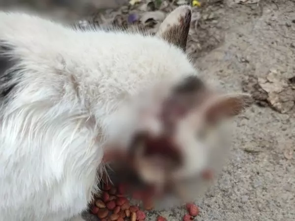 Фото к материалу: В Ростовской области волонтеры спасали кота с жуткой гнойной раной на голове