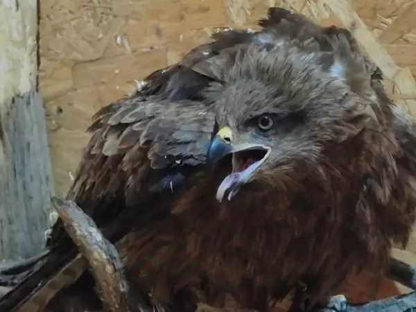 Фото к материалу: Донской парк «Малинки» приютил краснокнижного коршуна, который попал в аварию