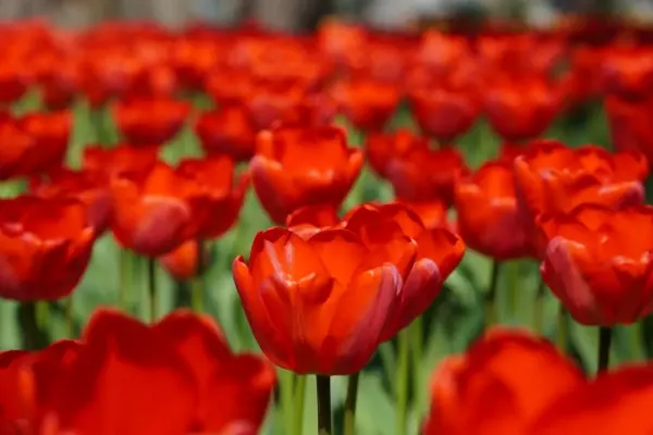 Фото к материалу: В Ростовском зоопарке расцвели тысячи тюльпанов