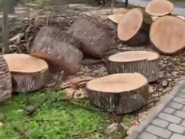 Фото к материалу: Погибли от златки: Власти Ростова объяснили вырубку деревьев в парке Осенний