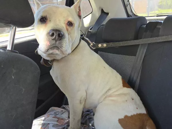 Фото к материалу: В Батайске неизвестные привязали собаку к газовой трубе и бросили умирать 