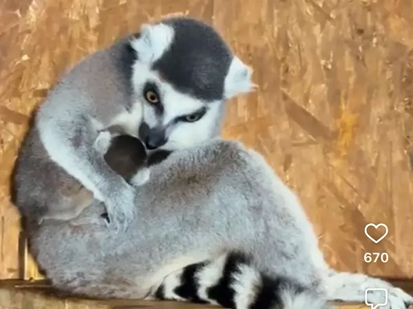 Фото к материалу: В донском парке «Лога» в семье лемуров родились двойняшки 