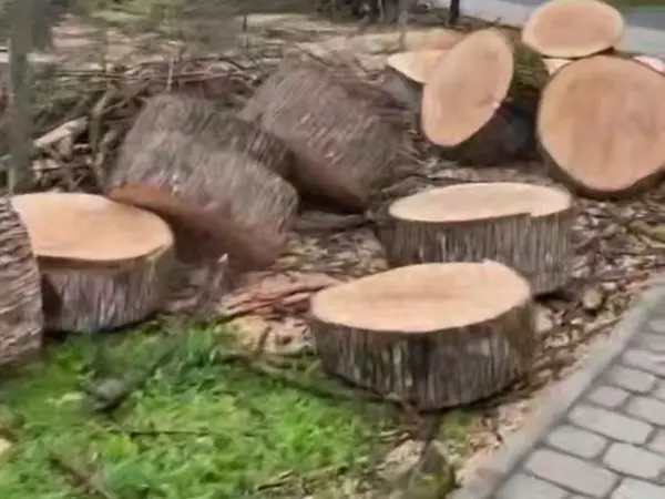 Фото к материалу: Жители Ростова пожаловались на вырубку здоровых деревьев в парке Осеннем