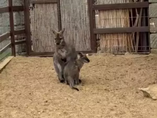 Фото к материалу: В парке «Лога» Ростовской области выбирают имя для детеныша кенгуру