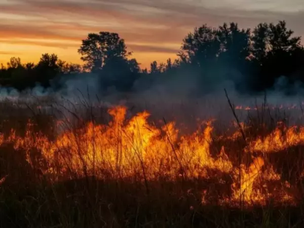 Фото к материалу: В Ростовской области спасатели проведут около 40 выжиганий сухой растительности