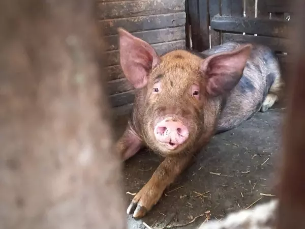 Фото к материалу: Власти опровергли информацию о вспышке инфекции у животных в Ростовской области