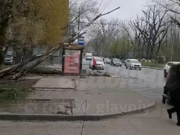 Фото к материалу: В Ростове сухое дерево упало на остановку «Аэропорт» на Шолохова