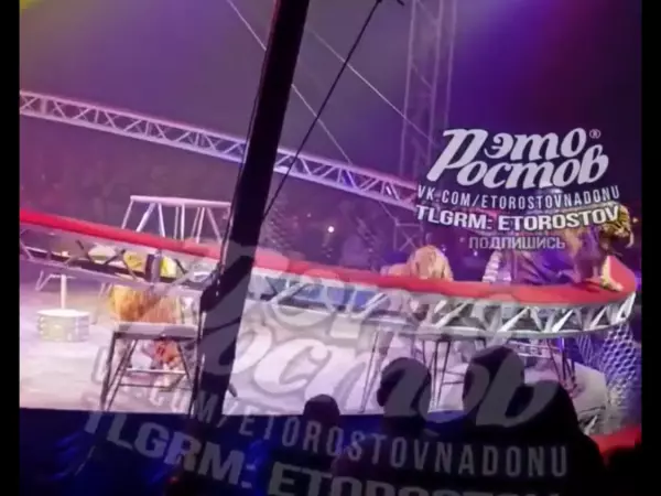 Фото к материалу: В Ростове в цирке тигр выпрыгнул из манежа к зрителям