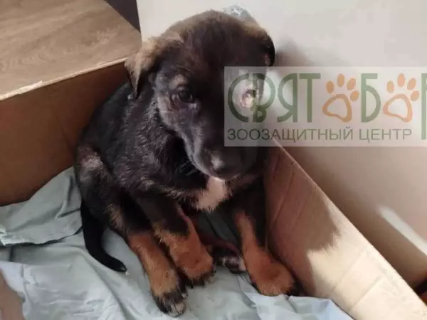 Фото к материалу: Чудом выжил: в Шахтах неизвестные расстреляли щенков из пневматического оружия