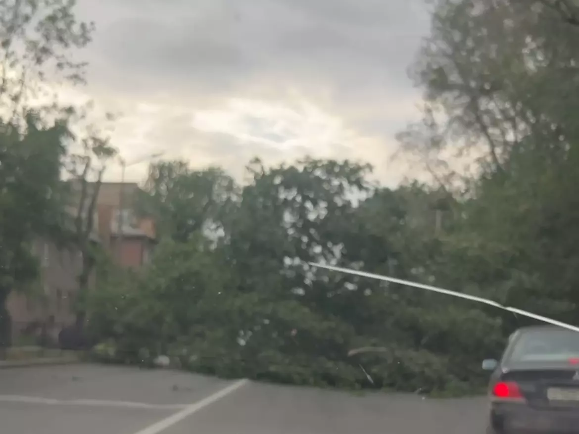 В Ростове на Змиевской балке дерево упало на две полосы дороги