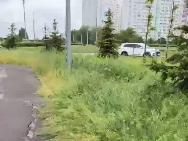 Фото к материалу: В Ростове Левенцовка заросла аллергенными сорняками